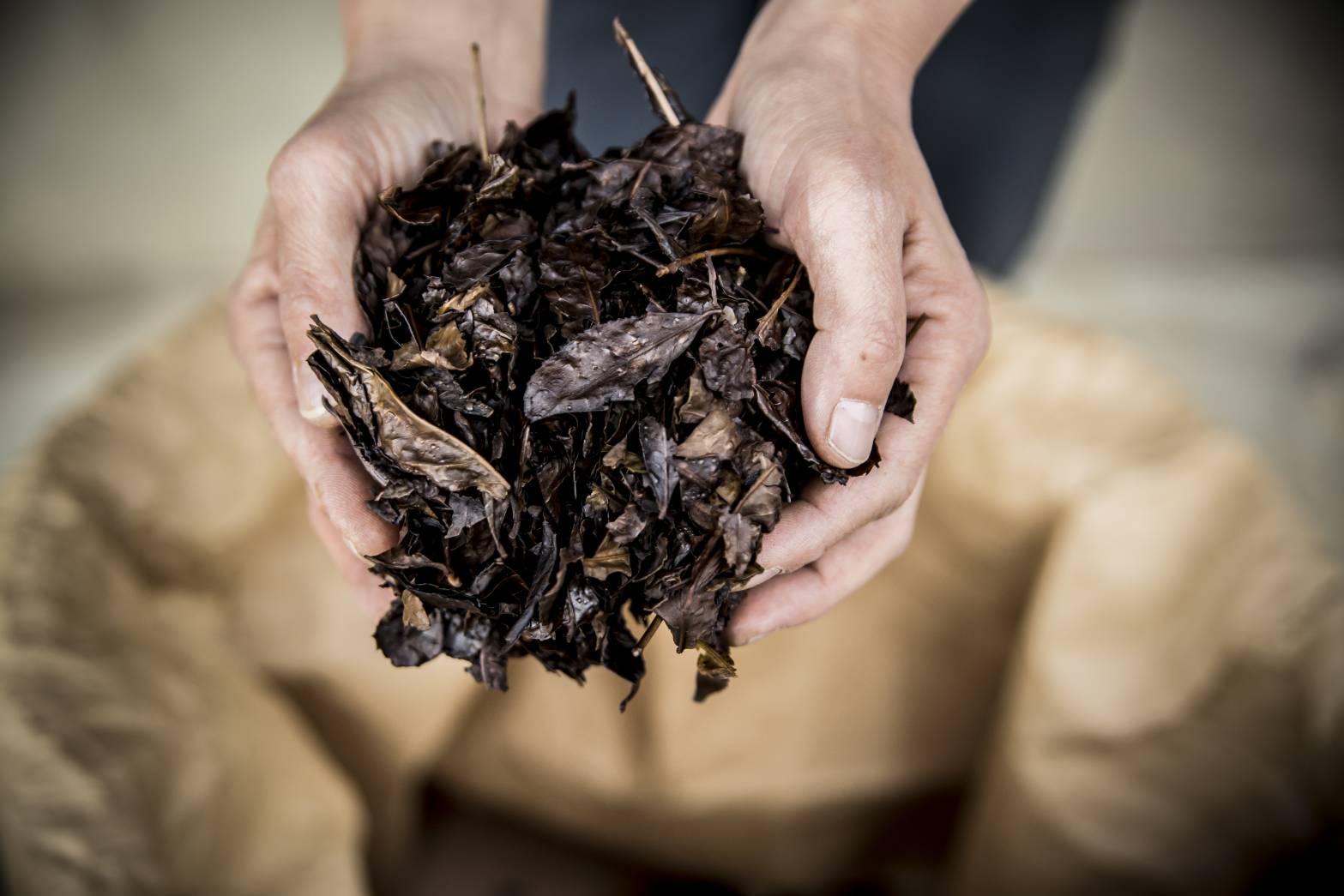 茶ノ吉のお茶。その一杯には、お茶の部位ひとつひとつに最適な加工を施す茶農家の知恵と情熱が込められています。手間暇を惜しまず、丹精込めて引き出した独特の風味と香りが、ほんの少し心を豊かにしてくれます。